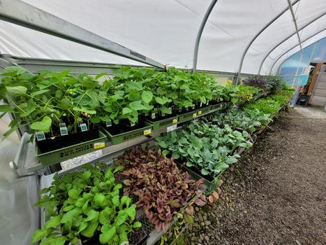 VEGGIES