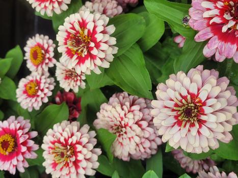 ZINNIA