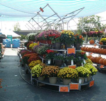 Mums and pumpkins