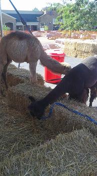 Petting zoo