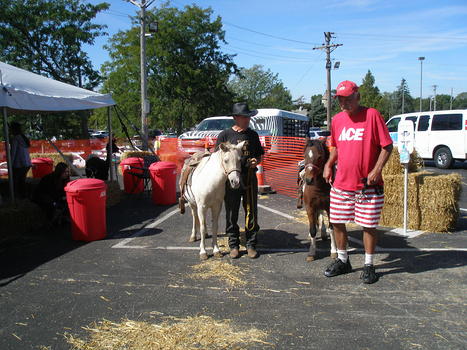 Pony rides
