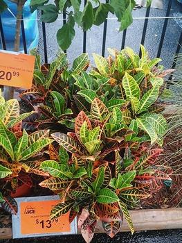 Tropicals