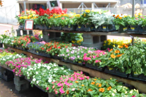 Annuals
