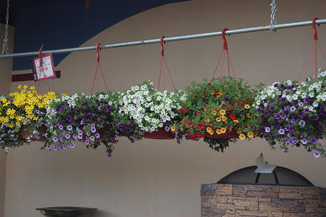 Hanging Baskets