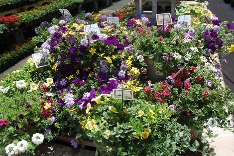 Planters