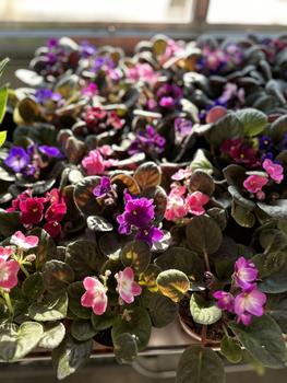 Curated Floral & Gifts