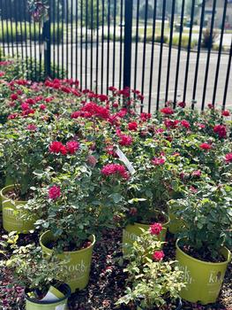 GARDEN CENTER