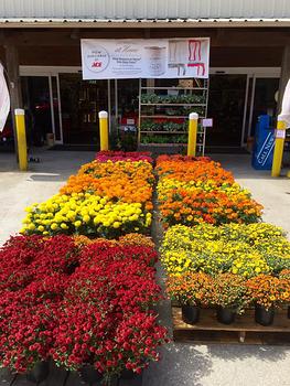 Fall Flowers