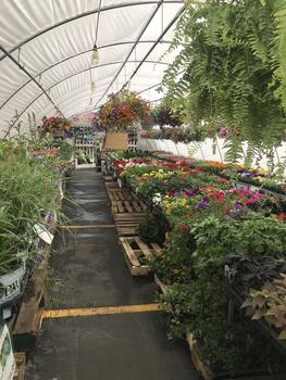 Greenhouse 2018