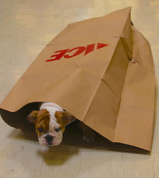 Lawn and leaf bag
