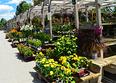 Highlands Garden Center Summer Annuals