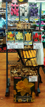 Bulbs