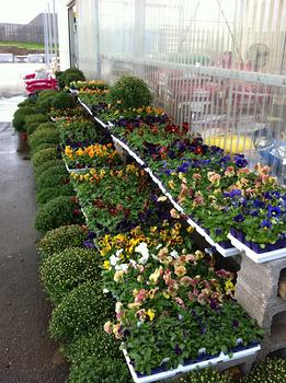 FALL FLOWERS