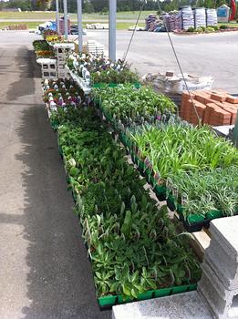 GREEN HOUSE