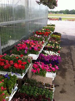 GREEN HOUSE