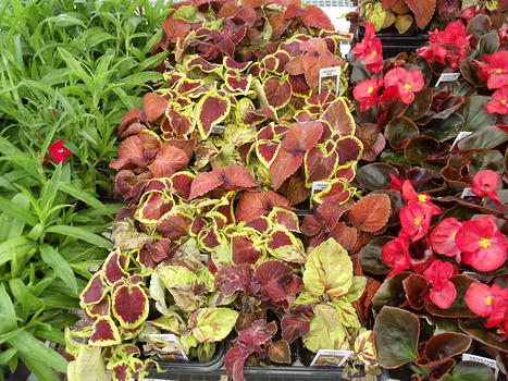 Greenhouse