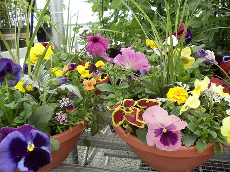 Greenhouse