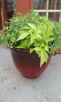 Porch Pots