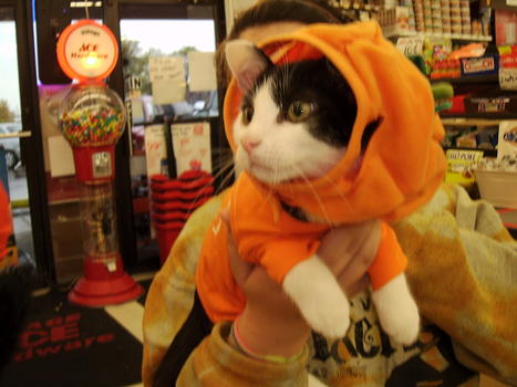 Kitty