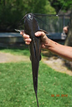 The Catch