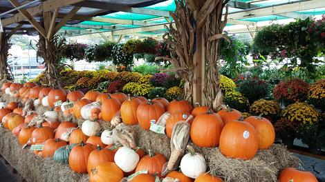 Pumpkin Patch