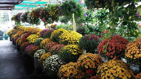 fall plants