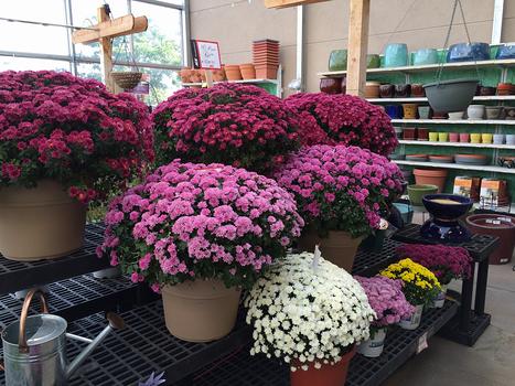 Fall in the Garden Center