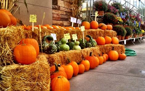 Fall in the Garden Center