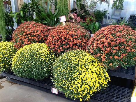 Fall in the Garden Center
