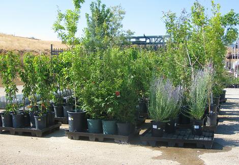 WE SELL TREES AND PLANTS