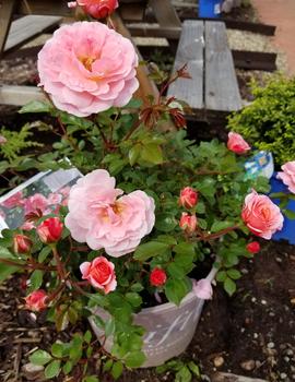 Apricot Drift Rose