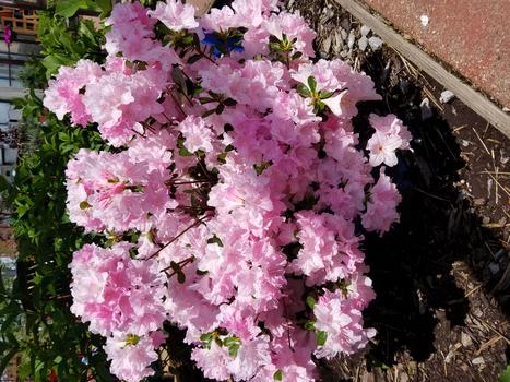 Pink Flowers