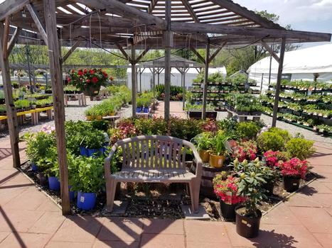 Plant Variety