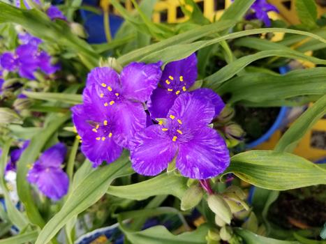 Spiderwort