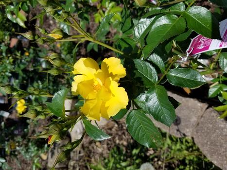 Yellow Rose