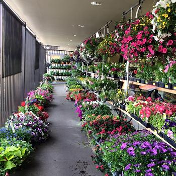 Spring Plants