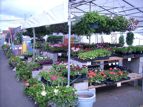 Large selection of beautiful flowers