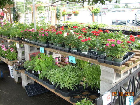 Plants Galore