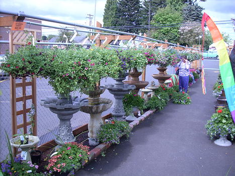 So many hanging baskets