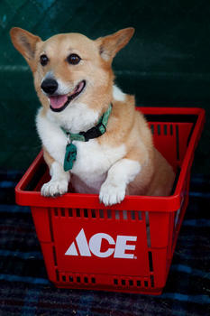 Dog Days Event