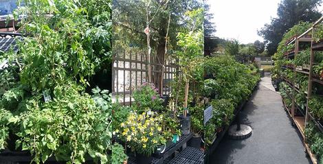 Garden Center Composite