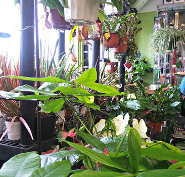 indoor plants