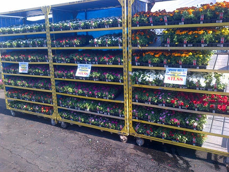 Flats of flowers