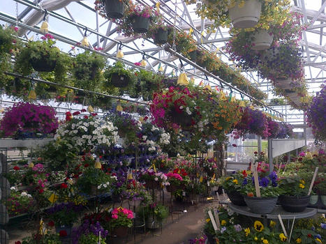 Flowers 2013