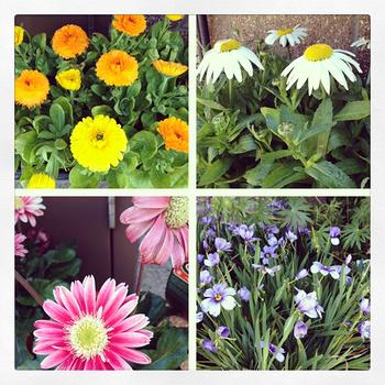 Flowers at Ace on the South end