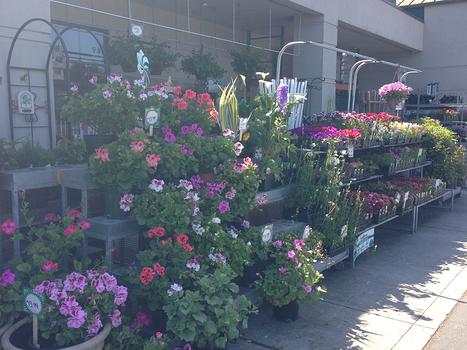 Flowers, Flowers, Flowers!