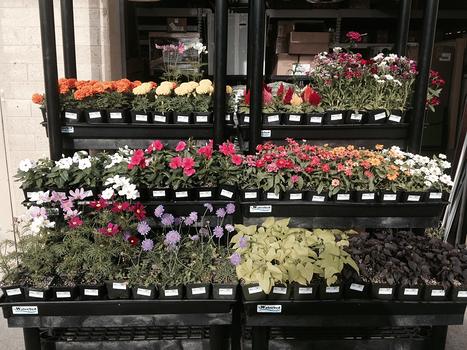 Plants