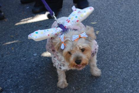 Some of the Dog's decided to dress up too!