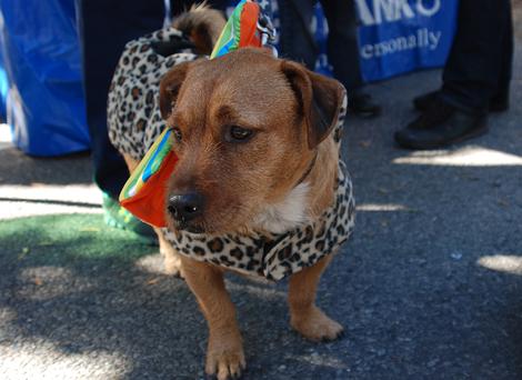 Some of the Dogs decided to dress up too!