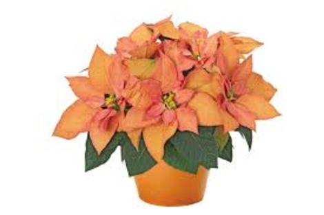 POINSETTIA